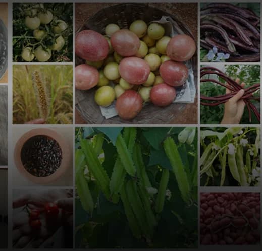 https://exalogic-store.s3.us-east-2.amazonaws.com/2.0/industries/sustainable/heirloom-seeds.webp