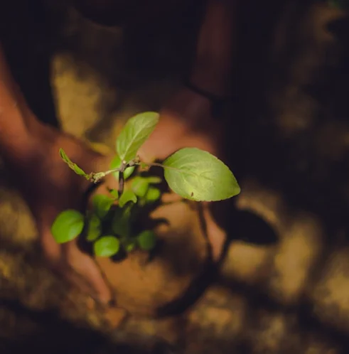 https://exalogic-store.s3.us-east-2.amazonaws.com/2.0/industries/sustainable/plant-distribution.webp